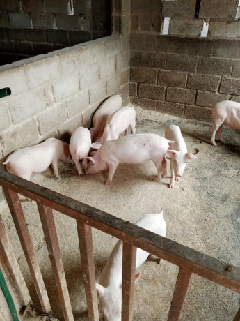 5-bedroom-farm-house-for-sale-big-7