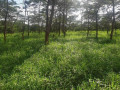 1-acre-land-for-sale-in-new-kasama-small-2