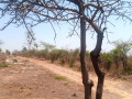 5-acres-plot-for-sale-in-lusaka-west-small-4