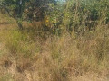 8-acres-commercial-plot-for-sale-in-makeni-small-1