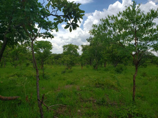 11 Acres Land For Sale in Ibex Meanwood