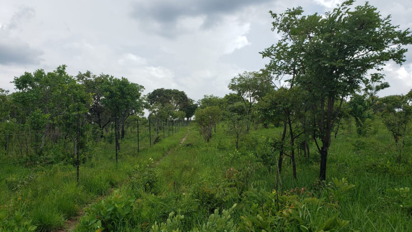 11-acres-land-for-sale-in-ibex-meanwood-big-6