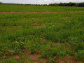 1196-hectares-of-land-for-sale-in-luwombwa-small-3