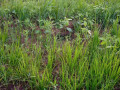 1196-hectares-of-land-for-sale-in-luwombwa-small-5