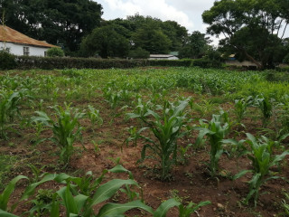prime-plot-for-sale-in-rhodes-park