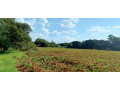 5-acre-land-for-sale-in-ibex-hill-small-2