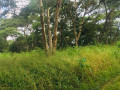 9-acres-farm-for-sale-in-shimabala-small-3