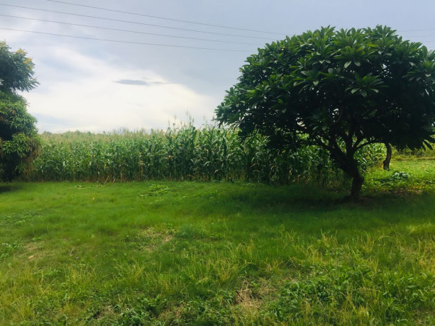 9-acres-farm-for-sale-in-shimabala-big-2