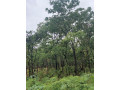 1-acre-plot-for-sale-in-new-kasama-small-2