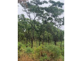 1-acre-plot-for-sale-in-new-kasama-small-3
