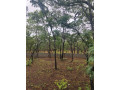 1-acre-plot-for-sale-in-new-kasama-small-1