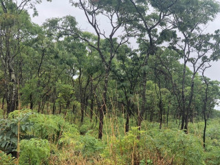 1-acre-plot-for-sale-in-new-kasama
