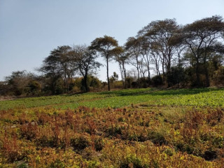 12.5 Acres Land For Sale In Chongwe