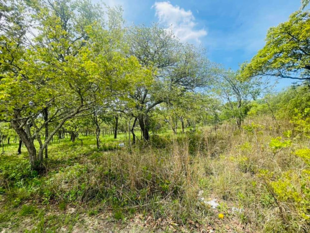 land-for-sale-in-state-lodge-big-3