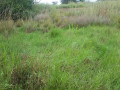 100-hectares-of-land-for-sale-in-ndola-zambia-small-2