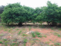 45m-by-23m-plot-for-sale-in-lilayi-small-8