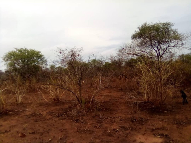 40-hectares-land-for-sale-in-chinyunyu-big-4