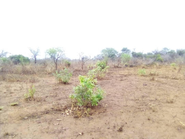 40-hectares-land-for-sale-in-chinyunyu-big-0