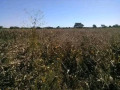 5-hectares-land-for-sale-in-kasisi-small-3