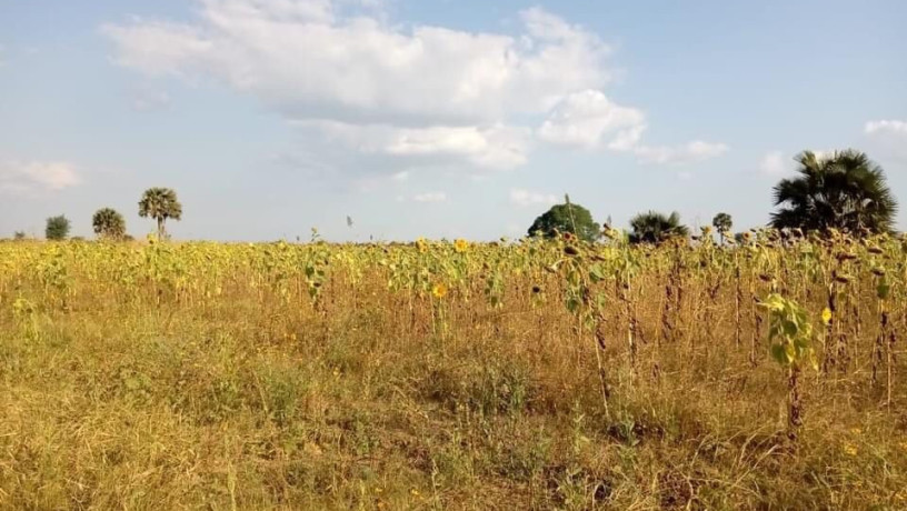 5-acres-farm-land-for-sale-along-mumbwa-road-big-6