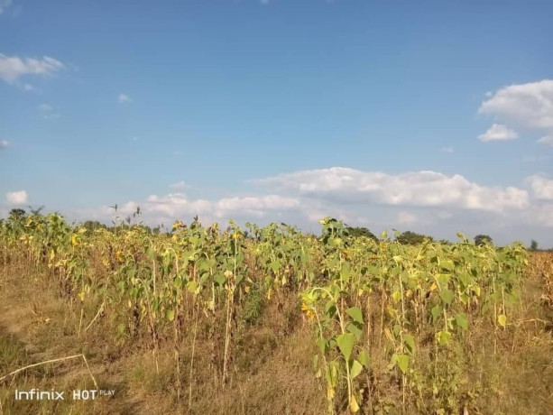 5-acres-farm-land-for-sale-along-mumbwa-road-big-2