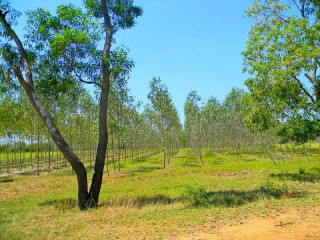 2 Hectares Farm Plot For Sale In Chongwe