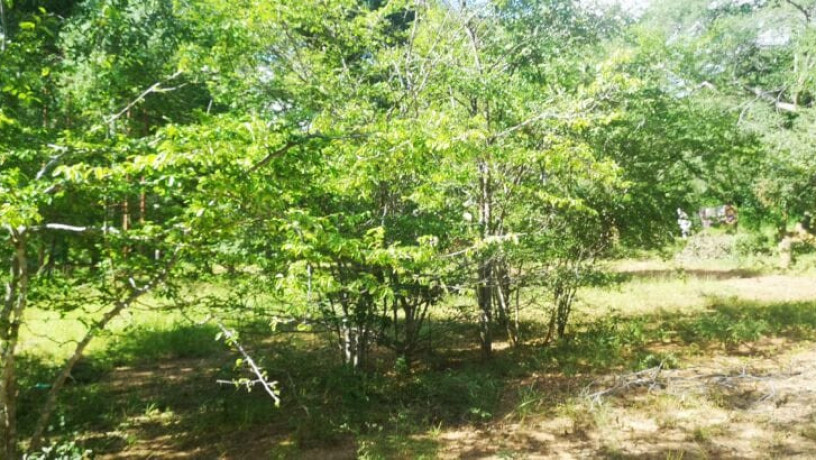 60-acre-farm-for-sale-in-kafue-big-5