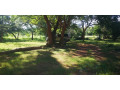 60-acre-farm-for-sale-in-kafue-small-7