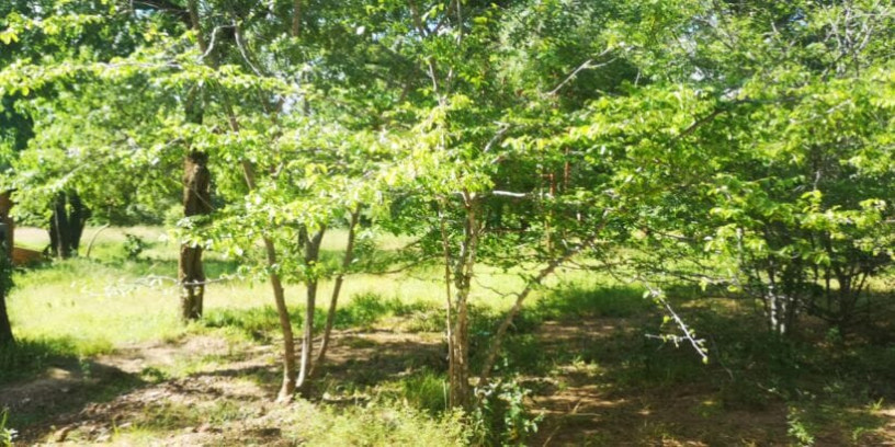 60-acre-farm-for-sale-in-kafue-big-4