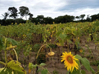 300-hectare-land-for-sale-in-zambezi