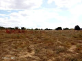 41-hectare-farm-for-sale-in-chongwe-small-9