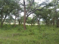 land-for-sale-in-mpongwe-small-2