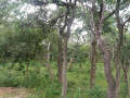 land-for-sale-in-mpongwe-small-1