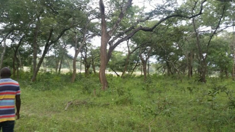 land-for-sale-in-mpongwe-big-2