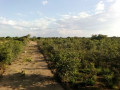 17-acres-land-for-sale-in-chongwe-small-6