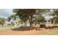 plot-for-sale-in-ibex-meanwood-small-2