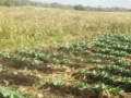 farm-for-sale-in-kalulushi-small-8