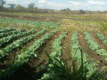 farm-for-sale-in-kalulushi-small-6