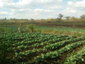 farm-for-sale-in-kalulushi-small-3