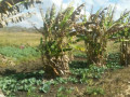 farm-for-sale-in-kalulushi-small-9