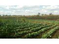farm-for-sale-in-kalulushi-small-3