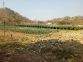 5-hectares-farm-for-sale-in-kafue-small-5