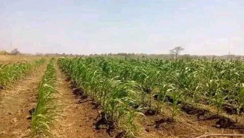 10-acres-farm-for-sale-in-makeni-konga-big-2