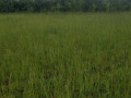 30-hectares-land-for-sale-in-chibombo-small-4