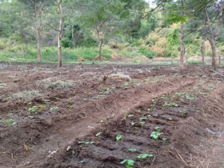 land-for-sale-in-chilanga
