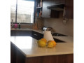 2-3-bedroom-flats-for-rent-in-new-kasama-small-2