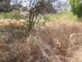 1-acre-plot-for-sale-in-ibex-hill-small-2