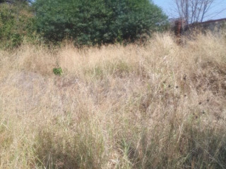 1 Acre Plot For Sale In Ibex Hill