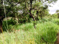 5-hectares-land-for-sale-in-kasisi-small-3