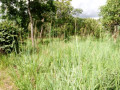 5-hectares-land-for-sale-in-kasisi-small-0